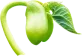 mam