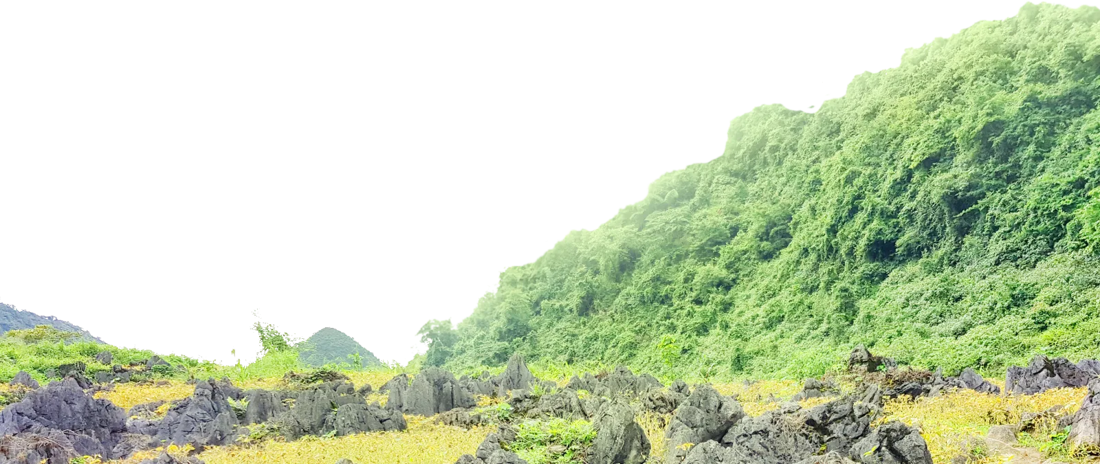 Núi trái Nguyên liệu