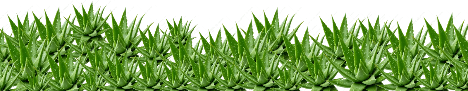 Cỏ cây dưới chân
